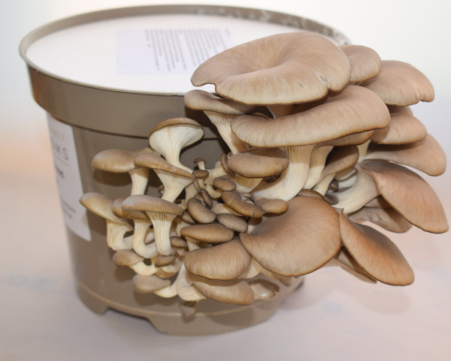 Oyster Mushroom Home Grow Pot Kit