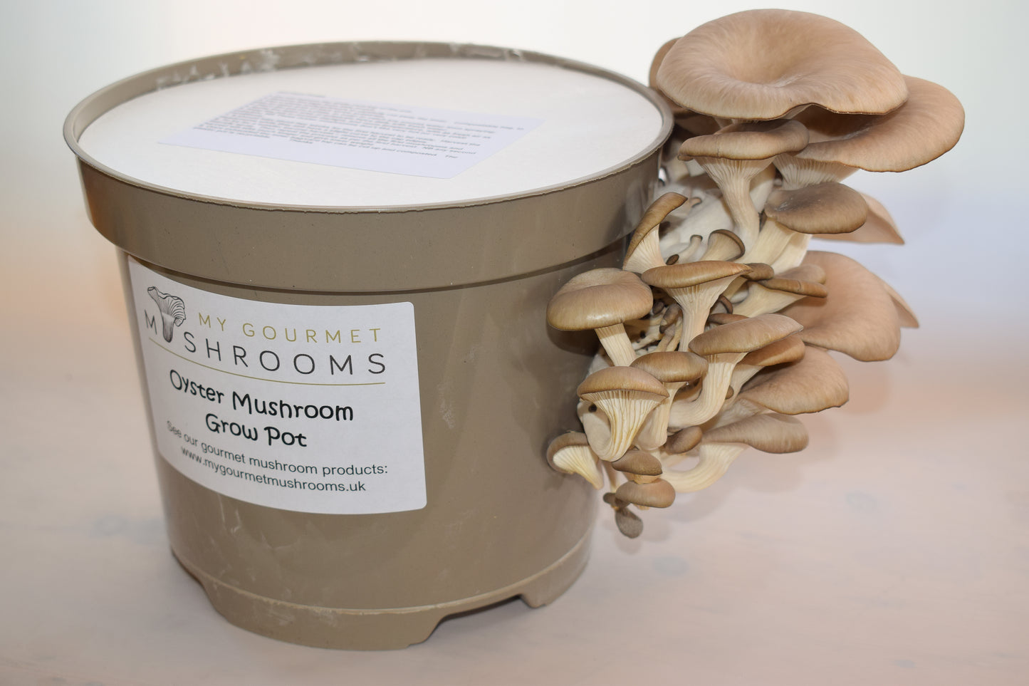 Oyster Mushroom Home Grow Pot Kit